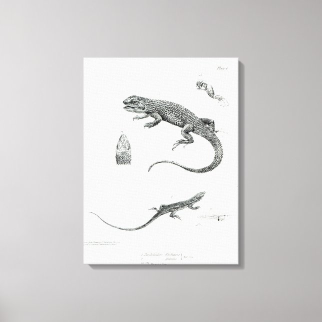 Shingled Iguana Canvas Print (Front)