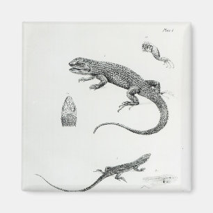Shingled Iguana Magnet