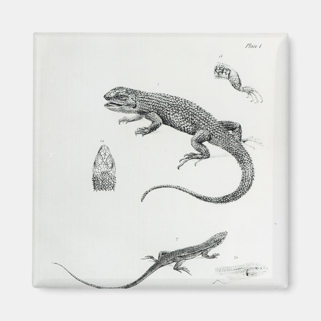 Shingled Iguana Magnet (Front)