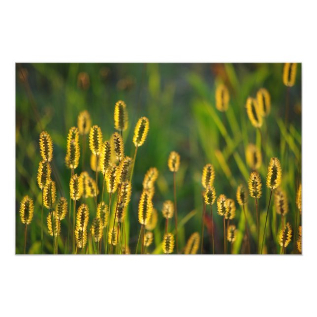 Shining Grass - Photo Print (Front)