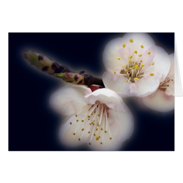 shining in moonlight (Front Horizontal)