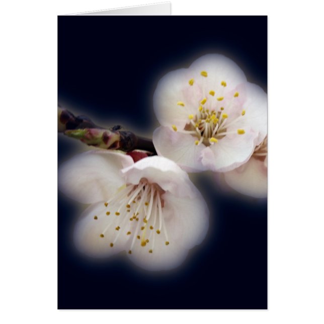 shining in moonlight (Front)