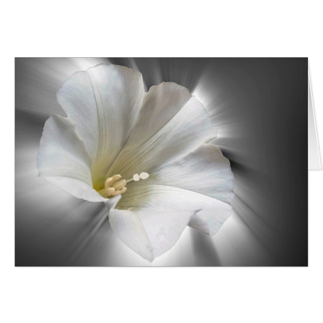 Shining in the dark (Front Horizontal)