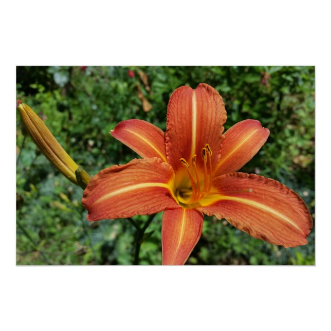 shining lily poster (Front)