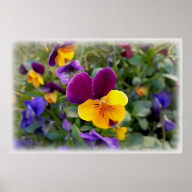 Shining pansies poster (Front)