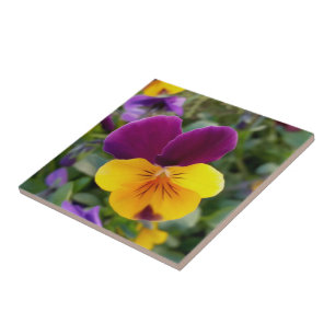 Shining pansies tile