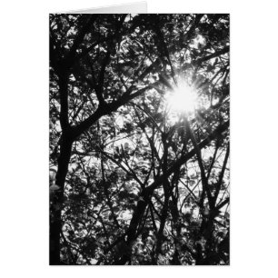 Shining Through