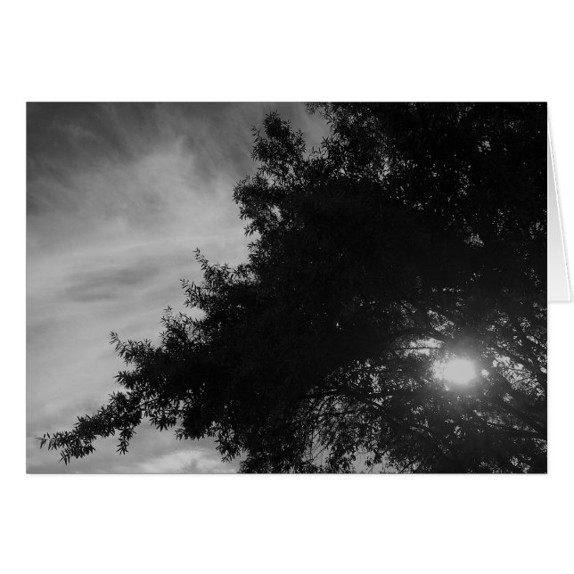 Shining Through (Front Horizontal)