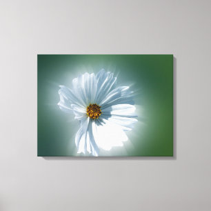 shining white canvas print
