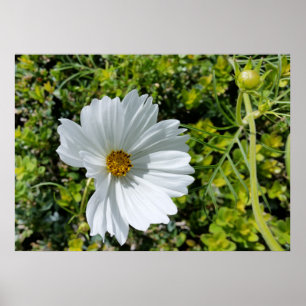 shining white flower poster