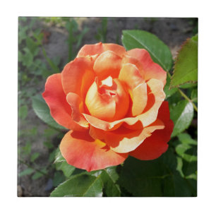 shining yellow rose tile