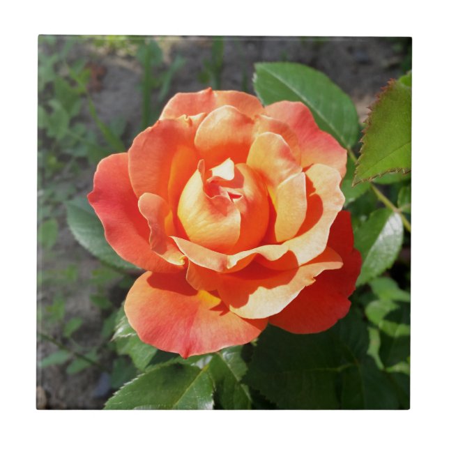 shining yellow rose tile (Front)