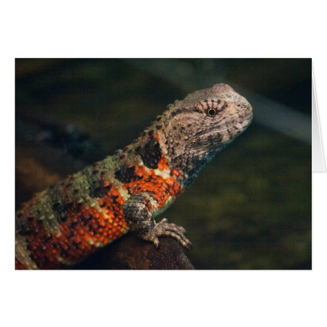 Shinisaurus crocodilurus (Front Horizontal)