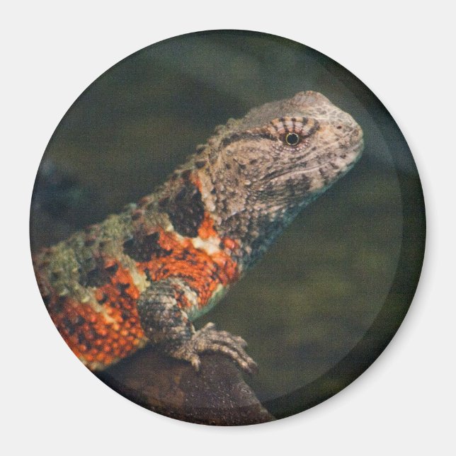 Shinisaurus crocodilurus magnet (Front)