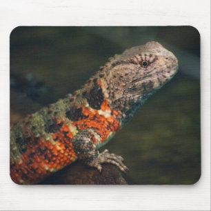 Shinisaurus crocodilurus mouse mat