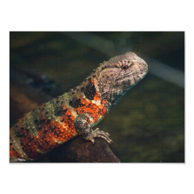 Shinisaurus crocodilurus photo print (Front)