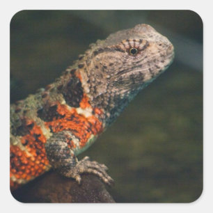 Shinisaurus crocodilurus square sticker