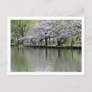 Shinobazu Pond in Spring: Tokyo Postcard