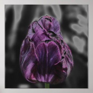 Shiny Purple Tulip Abstract Flower Art Poster