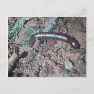 Shiny Red And Silver Centipede Walking On The Soil Postcard