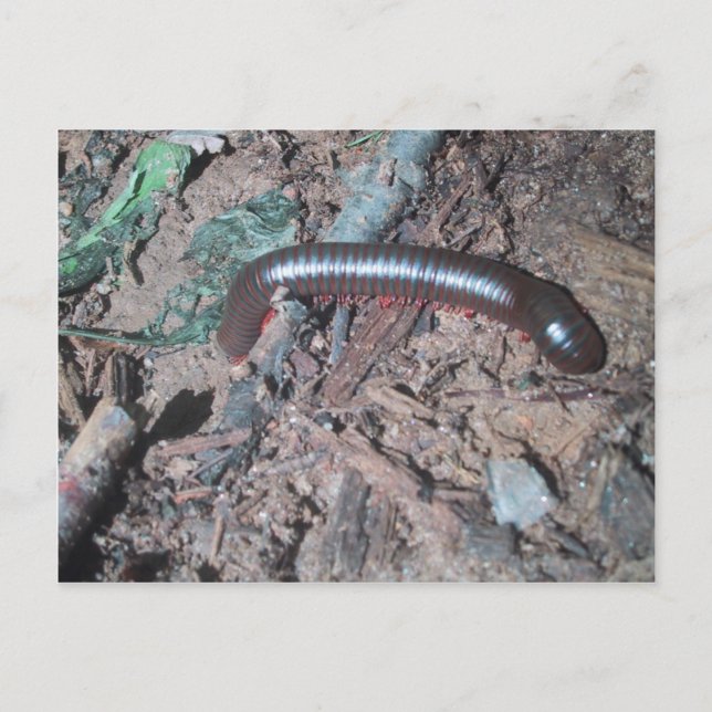 Shiny Red And Silver Centipede Walking On The Soil Postcard (Front)