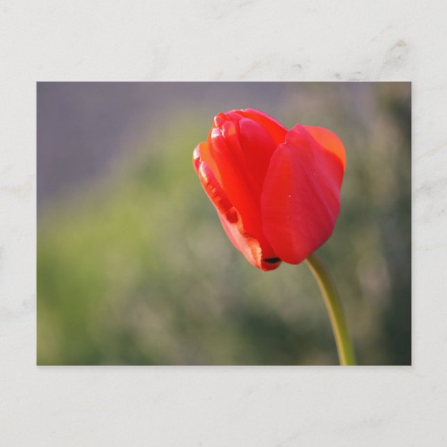 Shiny Red Tulip Postcard (Front)
