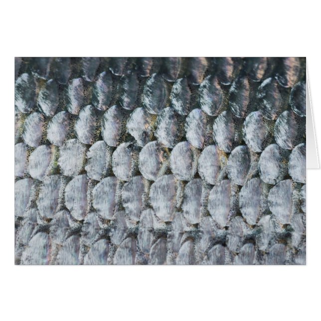 Shiny Salmon Scales (Front Horizontal)