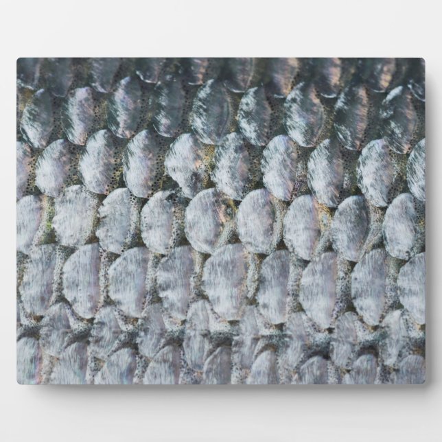 Shiny Salmon Scales Plaque (Front)