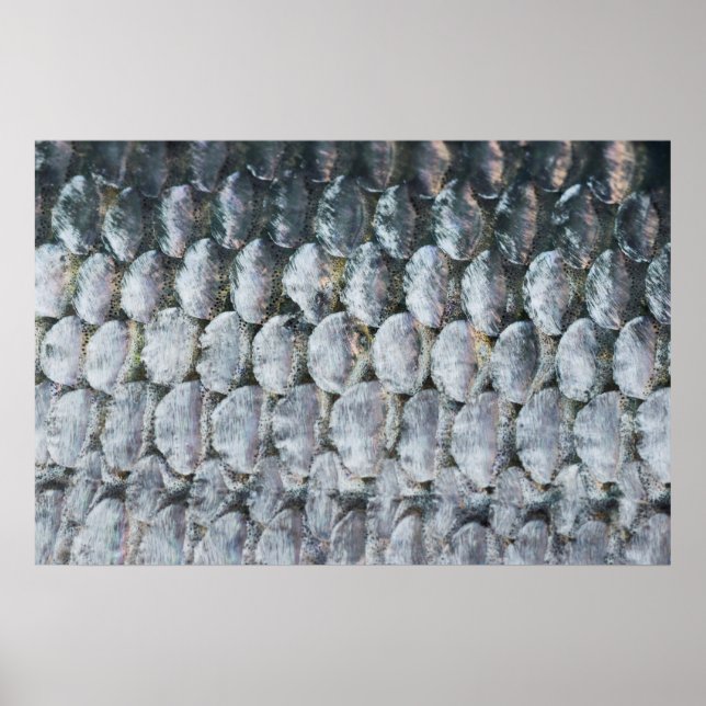 Shiny Salmon Scales Poster (Front)