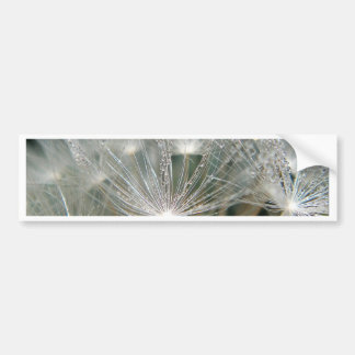 Shiny waterdrops on a white dandelion bumper sticker