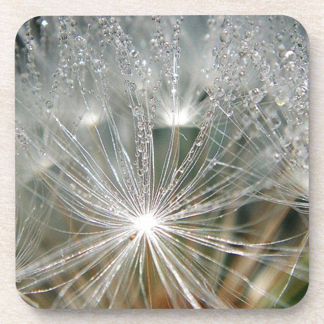 Shiny waterdrops on a white dandelion coaster (Front)