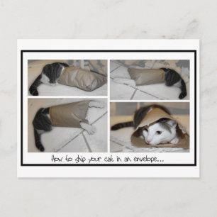 Ship a cat by mail funny cute cats print postcard