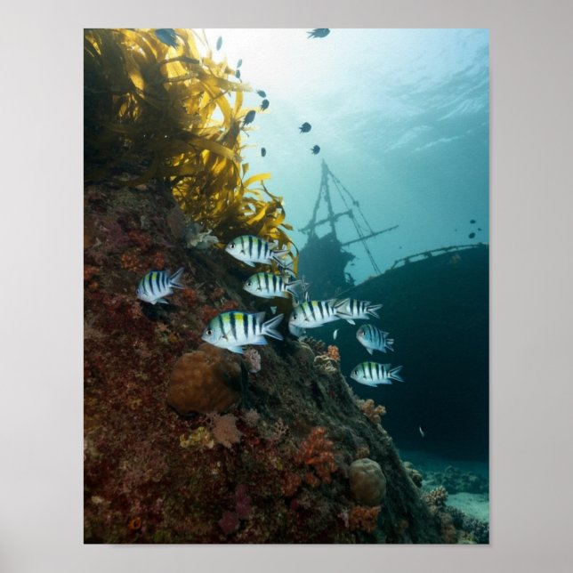 Shipwreck hidden behind a reef poster (Front)