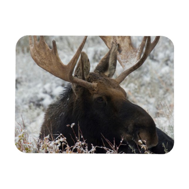 Shiras Bull Moose Magnet (Horizontal)
