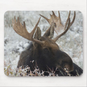 Shiras Bull Moose Mouse Mat