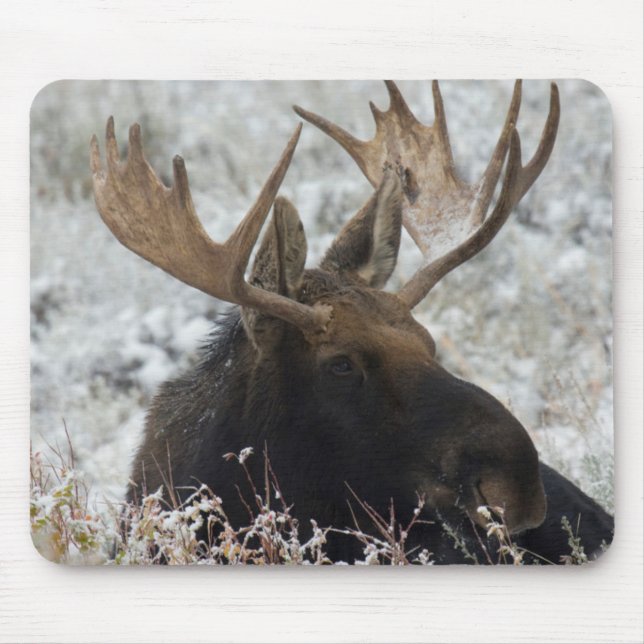 Shiras Bull Moose Mouse Mat (Front)