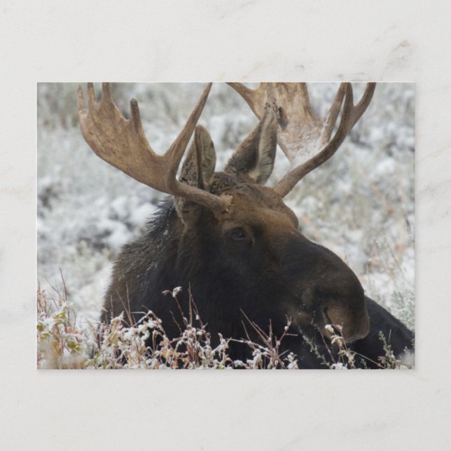 Shiras Bull Moose Postcard (Front)