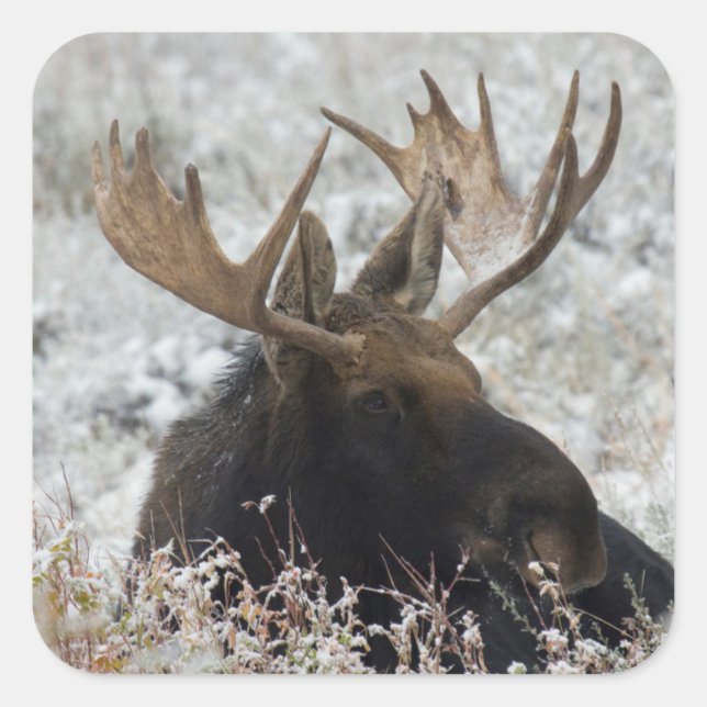 Shiras Bull Moose Square Sticker (Front)