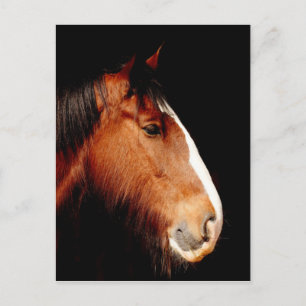 shire-horse postcard