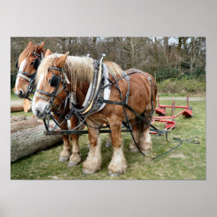Shire Horse Poster