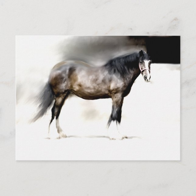 SHIRE HORSE STUDY POSTCARD (Front)