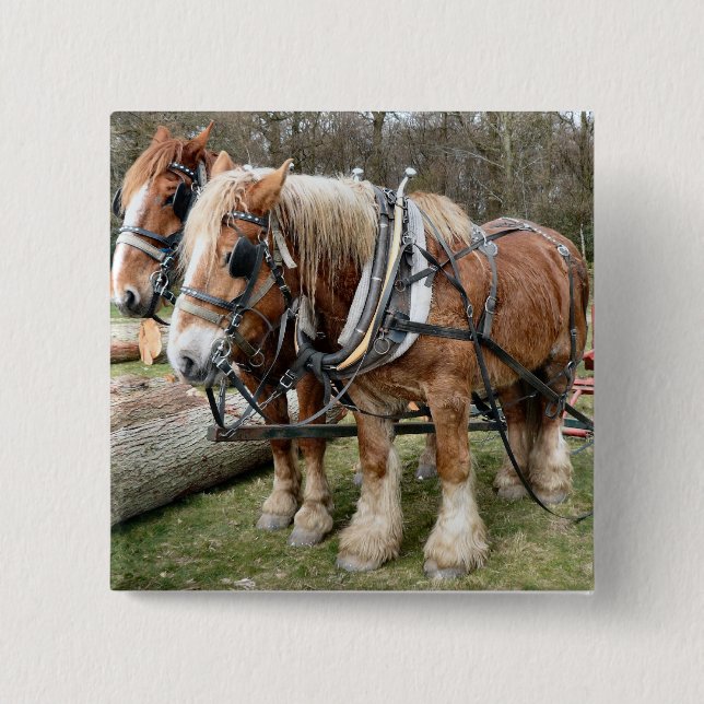 Shire Horses 15 Cm Square Badge (Front)