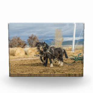 Shire Horses and Plough Photo Block