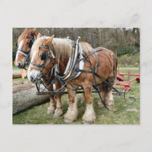 Shire Horses Postcard