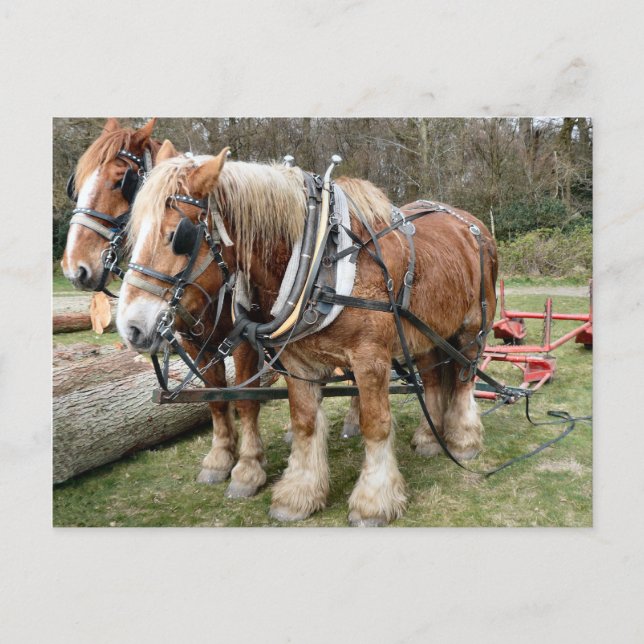 Shire Horses Postcard (Front)