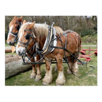 Shire Horses Postcard