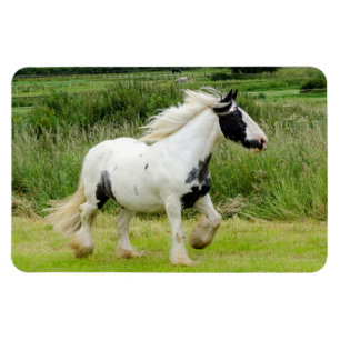Shire paint horse Flexible Magnet