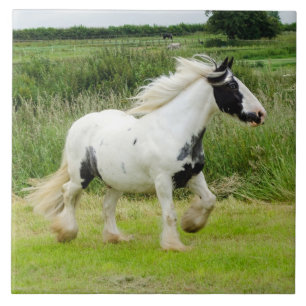 Shire paint horse running Tile