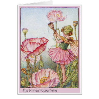 Shirley Poppy  Fairy