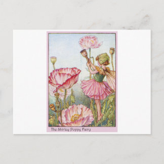 Shirley Poppy  Fairy Postcard